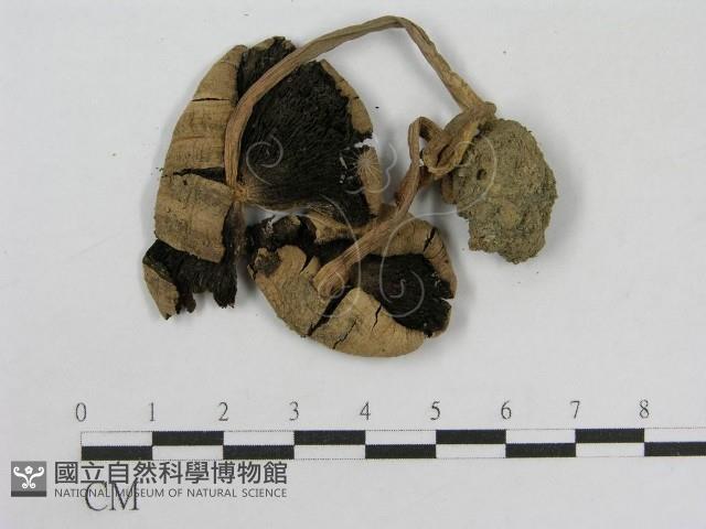 登錄號:F0004750藏品圖，第1張