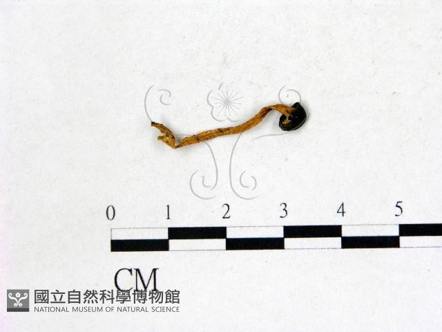 登錄號:F0022750藏品圖，第1張