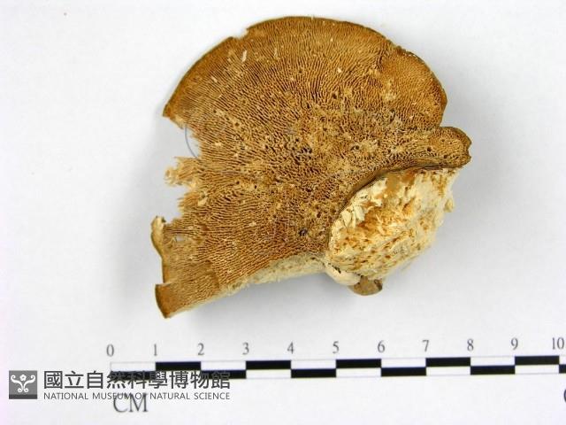 偏腫栓菌藏品圖，第1張