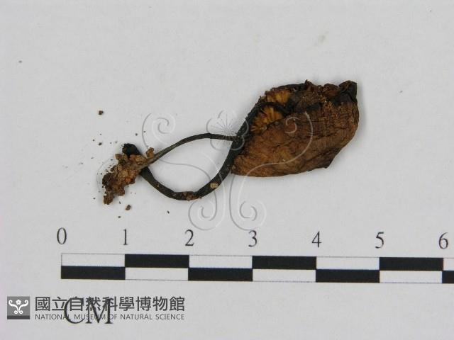 登錄號:F0012750藏品圖，第1張