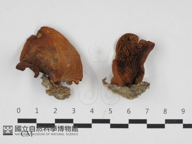 登錄號:F0032750藏品圖，第1張