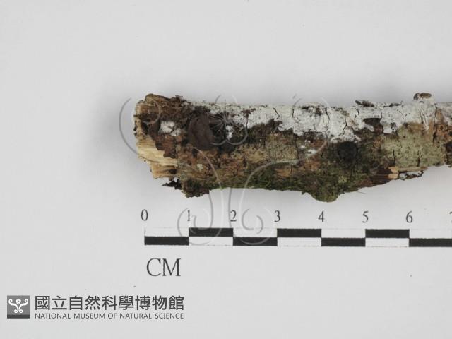 絲齒菌屬藏品圖，第1張