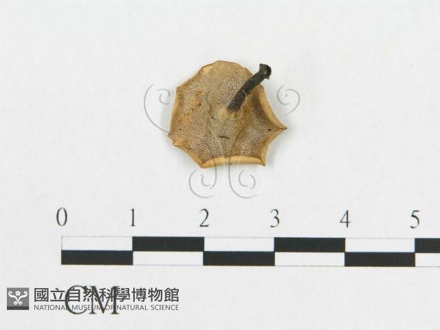 多孔菌屬藏品圖，第1張