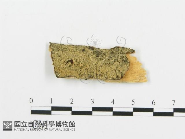 登錄號:F0017750藏品圖，第1張
