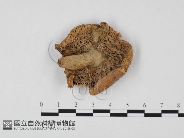 登錄號:F0025750藏品圖，第1張