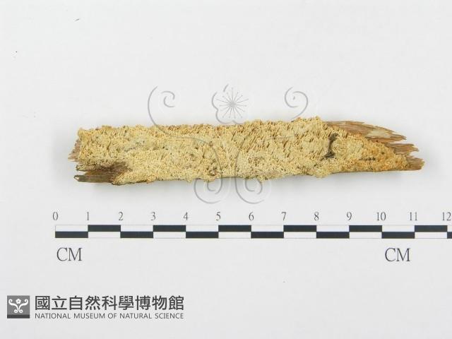 登錄號:F0005750藏品圖，第1張