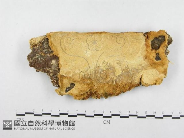 登錄號:F0015750藏品圖，第1張