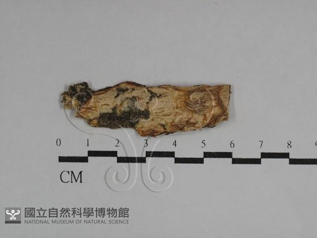 登錄號:F0029750藏品圖，第1張