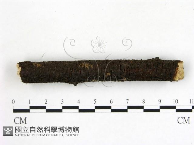 登錄號:F0009750藏品圖，第1張