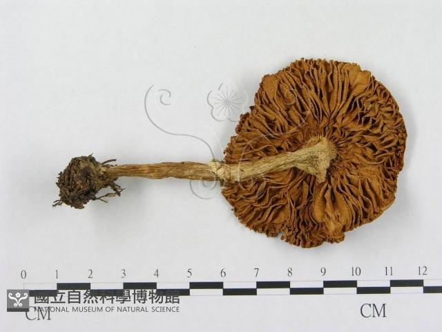 登錄號:F0003750藏品圖，第1張