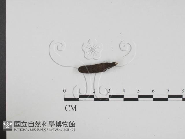 炭角菌屬藏品圖，第1張