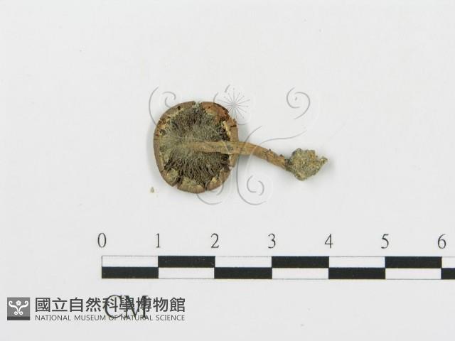 登錄號:F0008550藏品圖，第1張