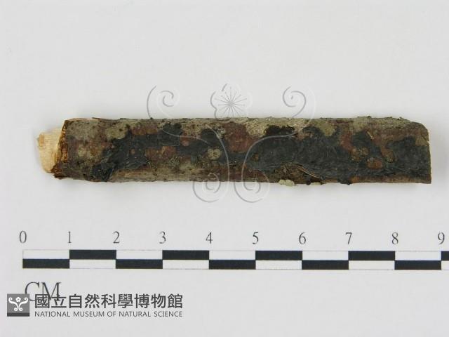 登錄號:F0000550藏品圖，第1張
