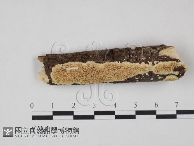 登錄號:F0010550藏品圖，第1張