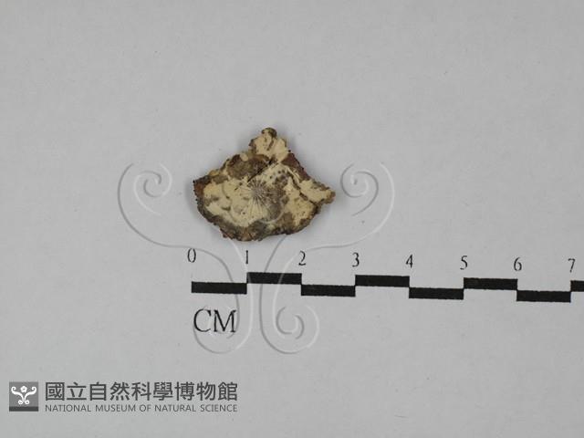 登錄號:F0026550藏品圖，第1張