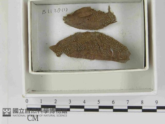 登錄號:F0021550藏品圖，第1張