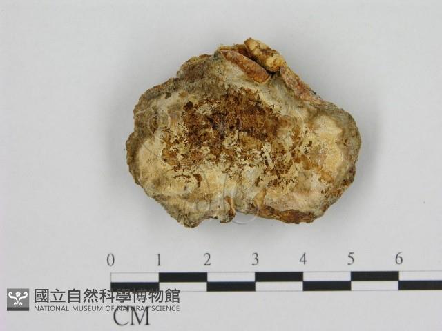 寡孔菌屬藏品圖，第1張