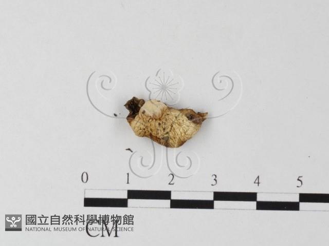 登錄號:F0014550藏品圖，第1張