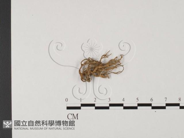 登錄號:F0012550藏品圖，第1張