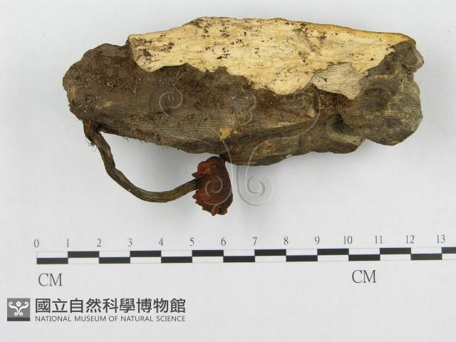 多孔菌屬藏品圖，第1張