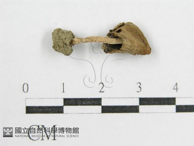 鬼傘屬藏品圖，第1張