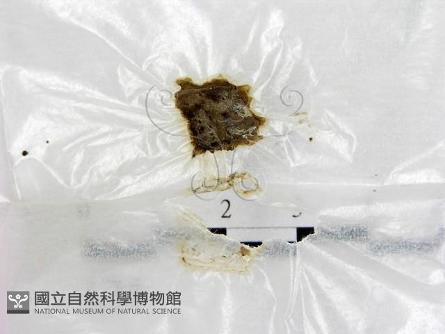 登錄號:F0015550藏品圖，第1張