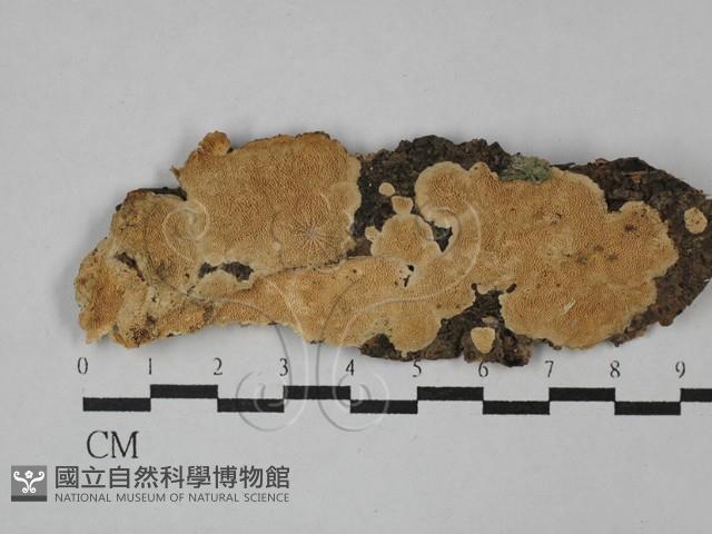 登錄號:F0029550藏品圖，第1張