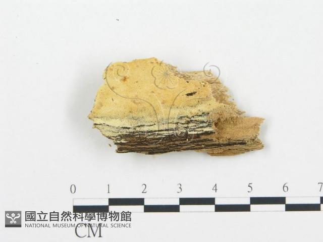 登錄號:F0009550藏品圖，第1張