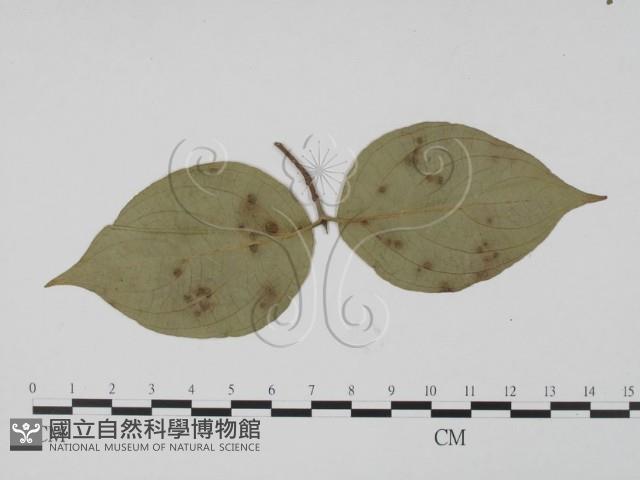 登錄號:F0019550藏品圖，第1張