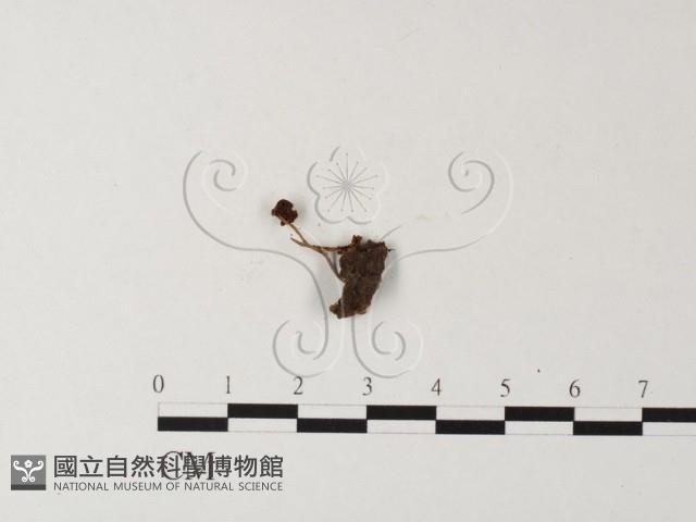 登錄號:F0023550藏品圖，第1張