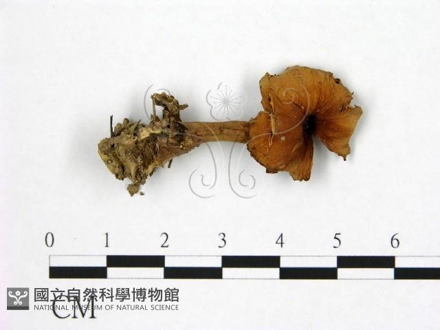 登錄號:F0003550藏品圖，第1張