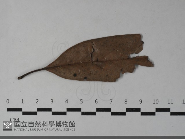 登錄號:F0033550藏品圖，第1張