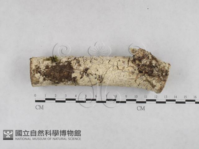 登錄號:F0028150藏品圖，第1張