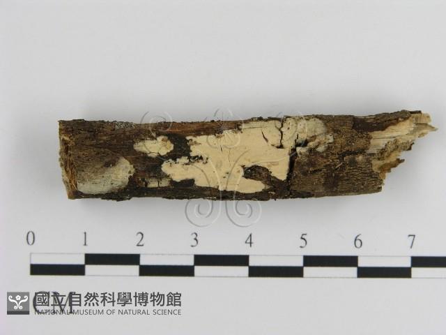 登錄號:F0020150藏品圖，第1張