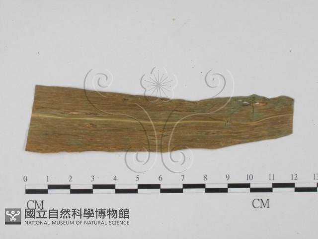 登錄號:F0010150藏品圖，第1張