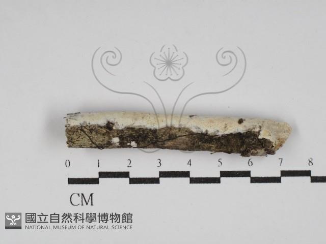 登錄號:F0030150藏品圖，第1張