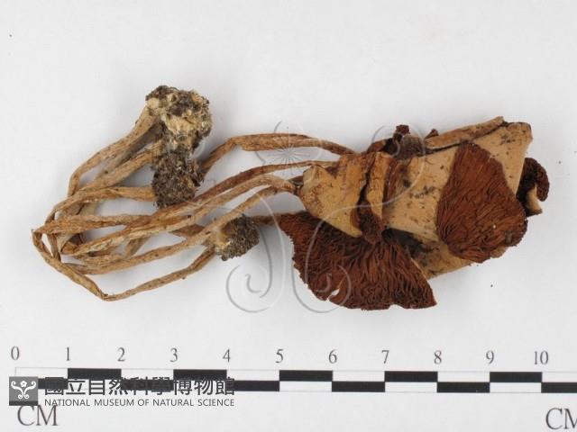 登錄號:F0026150藏品圖，第1張