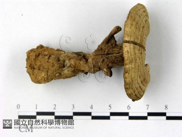 登錄號:F0016150藏品圖，第1張