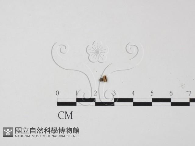 登錄號:F0001150藏品圖，第1張