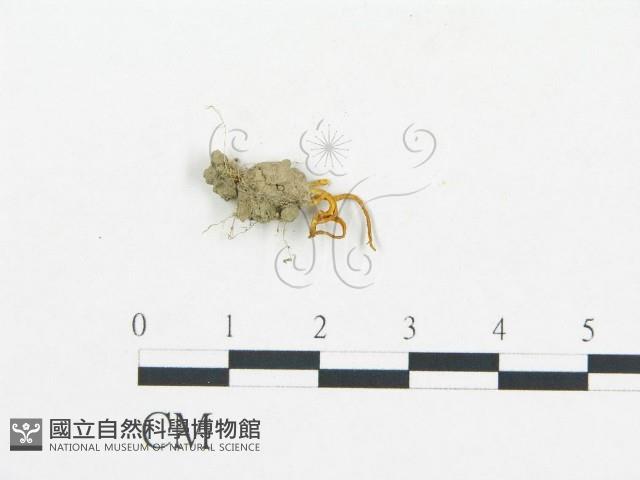 登錄號:F0011150藏品圖，第1張