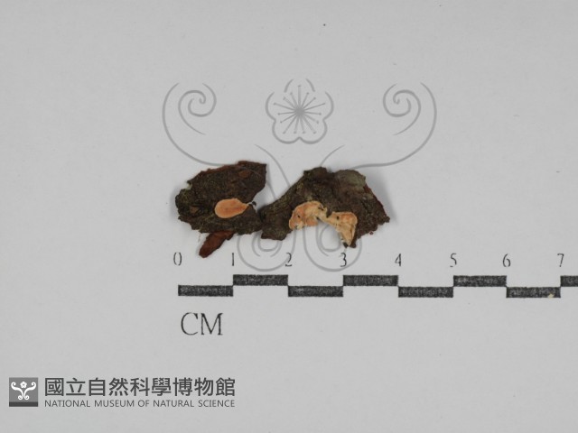 盤革菌屬藏品圖，第1張