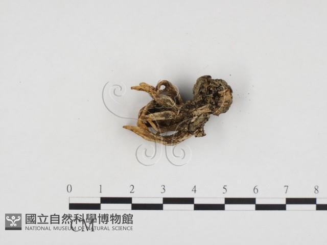 炭角菌屬藏品圖，第1張