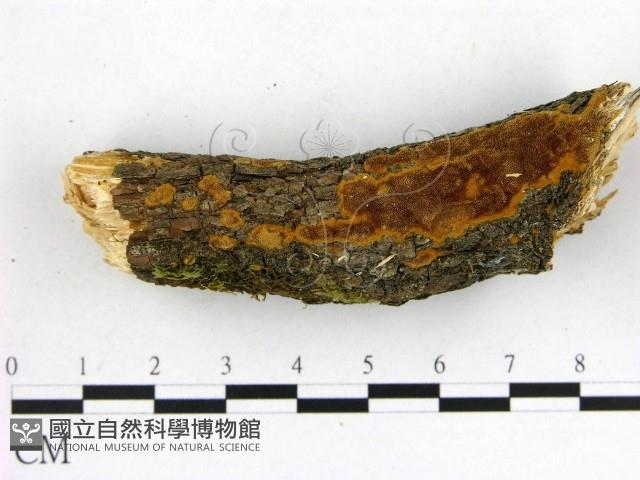 登錄號:F0014150藏品圖，第1張