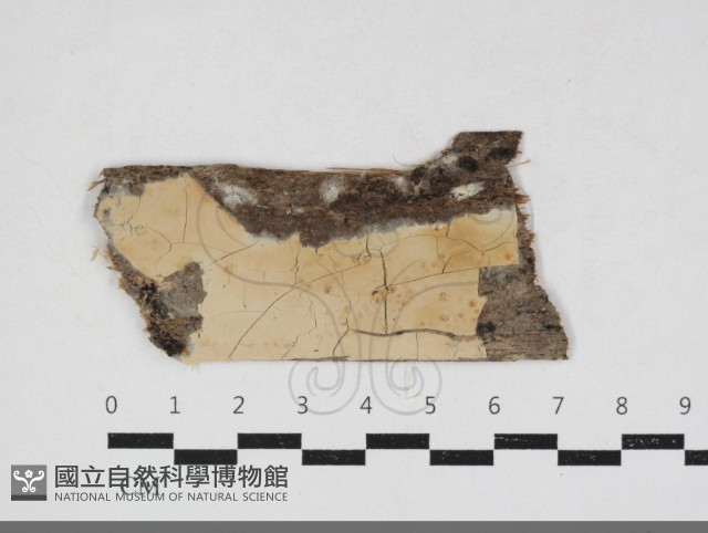 登錄號:F0034150藏品圖，第1張