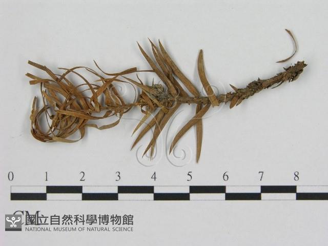 登錄號:F0002150藏品圖，第1張