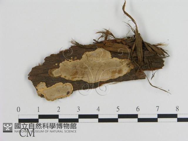 刺皮菌屬藏品圖，第1張