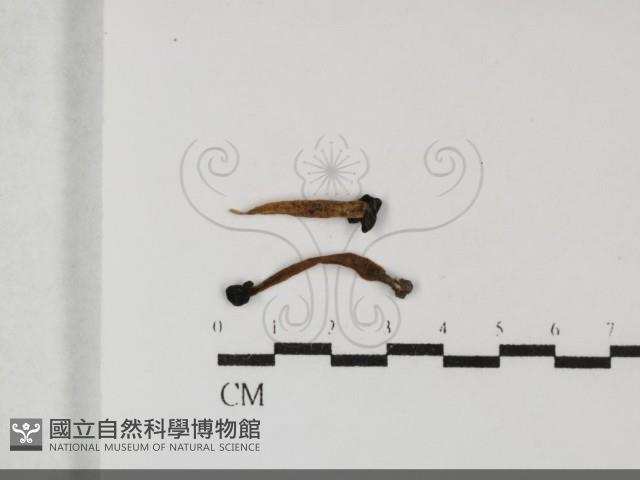 登錄號:F0032150藏品圖，第1張