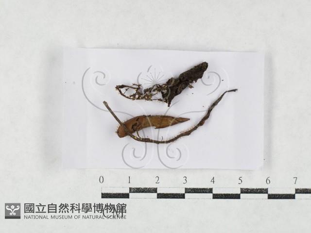 登錄號:F0027150藏品圖，第1張
