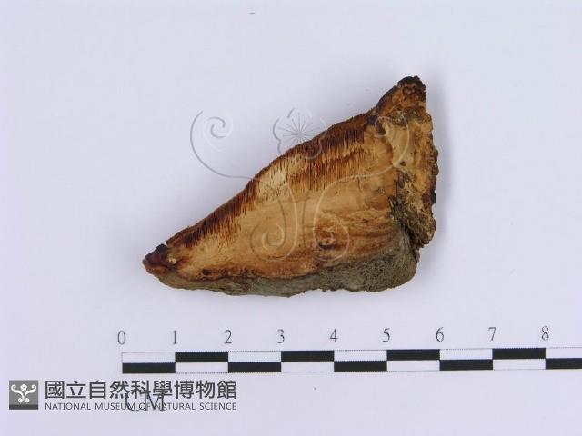 登錄號:F0007150藏品圖，第1張