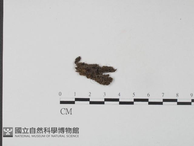 革菌屬藏品圖，第1張